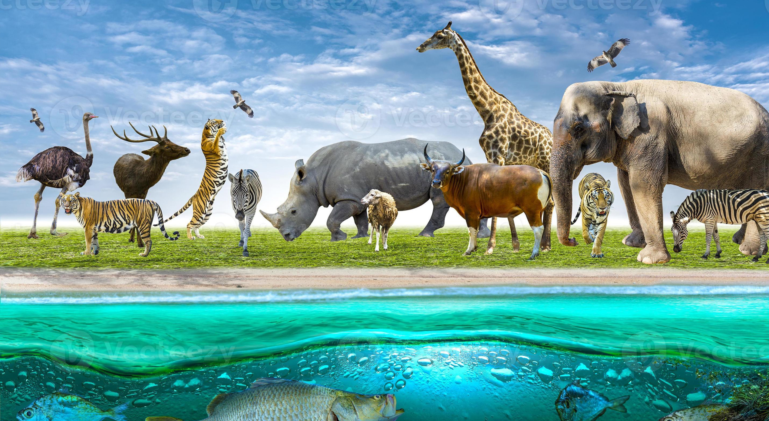 WILDLIFE QUIZ