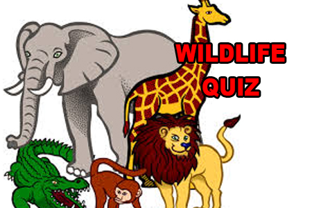 Wildlife Quiz